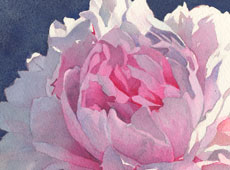 Mikel’s Peony
